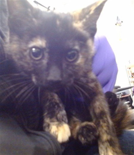 LITA - Domestic Short Hair available for adoption