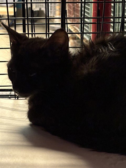 BLACKY Image