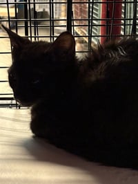 BLACKY - Photo 1