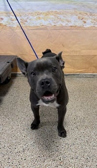 BRUCE - Photo 1