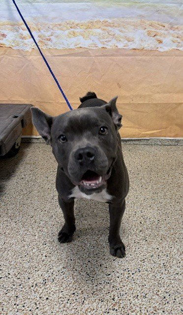 BRUCE - French Bulldog / American Bulldog available for adoption