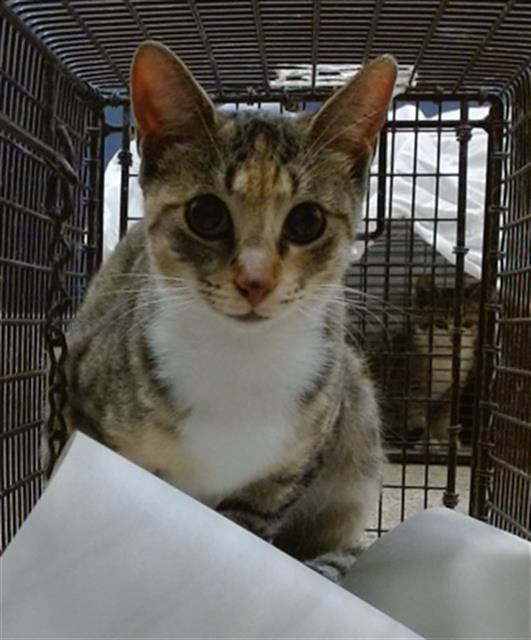 XOCHITL - Domestic Short Hair available for adoption