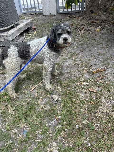 FRED - Poodle (Standard) available for adoption