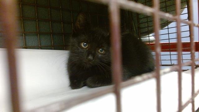 VERA - Domestic Short Hair available for adoption