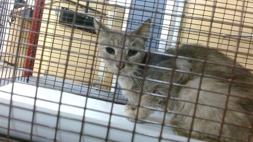 PICHU - Domestic Short Hair available for adoption