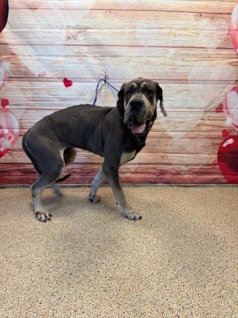ASHER - Great Dane available for adoption