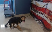 TOVI - Photo 1