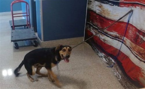 TOVI - German Shepherd Dog available for adoption