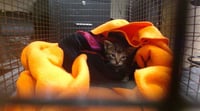 TINY - Photo 1