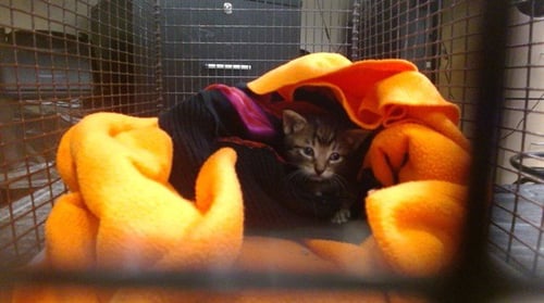 TINY - Domestic Short Hair available for adoption