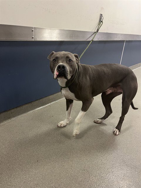 CHAPEL - American Bulldog available for adoption