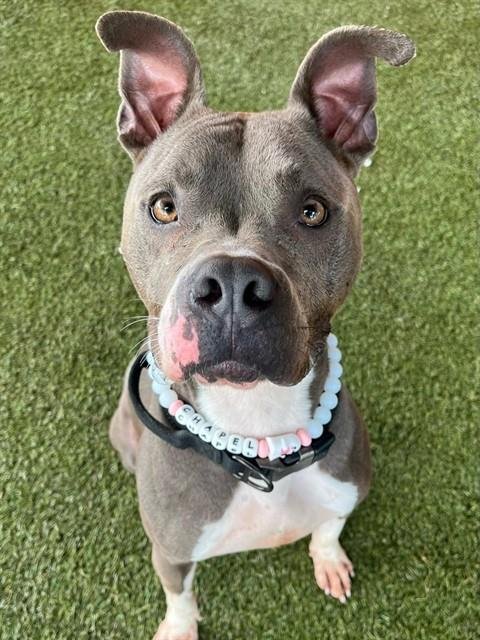 CHAPEL - American Bulldog available for adoption