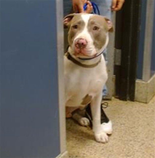 KRATOS - American Pit Bull Terrier available for adoption