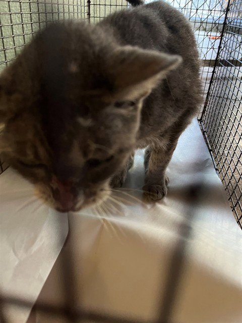ALPHA - Domestic Long Hair available for adoption