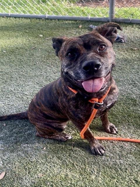 TIGRESS - Boxer available for adoption