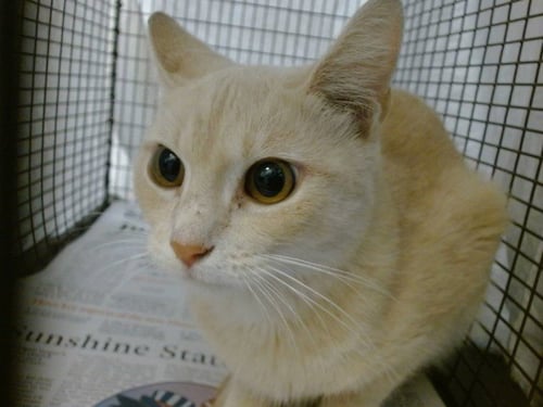 ALLY - Domestic Short Hair available for adoption