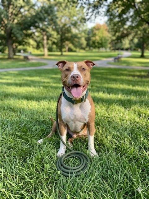DEXTER - American Bulldog available for adoption