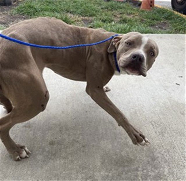 SUPER MAN - Pit Bull Terrier available for adoption