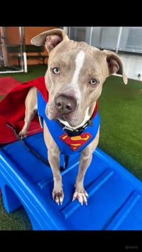 SUPERMAN - Photo 1
