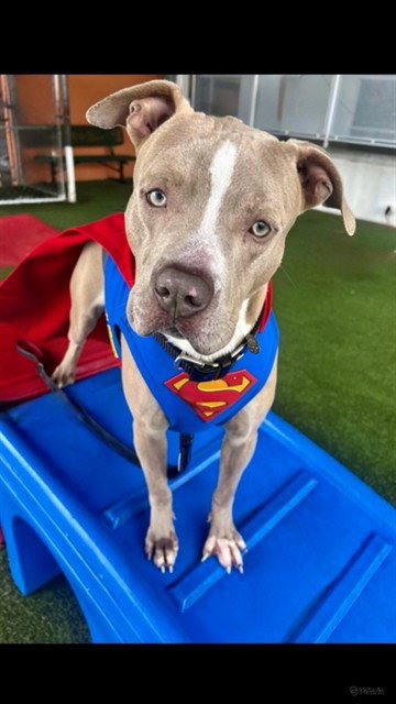 SUPERMAN - Pit Bull Terrier for adoption in Miami