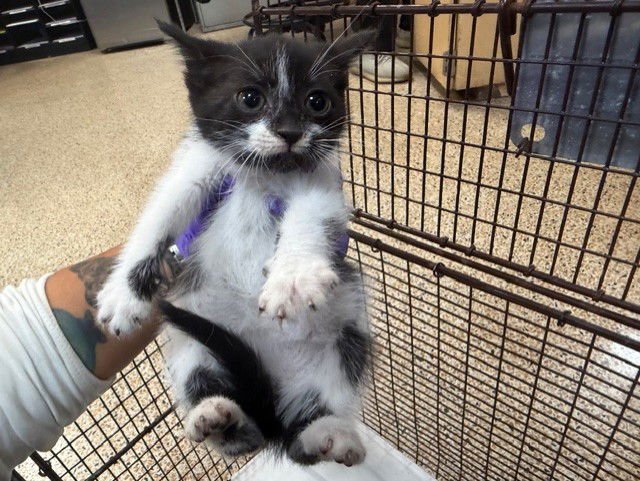 ANNABEL - Domestic Short Hair available for adoption