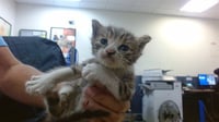 KITTY 1 - Photo 1