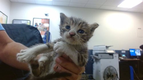 KITTY 1 - Domestic Short Hair available for adoption