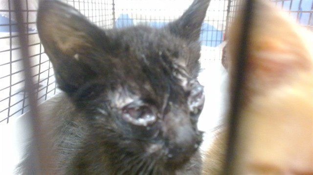 KITTY 1 Image
