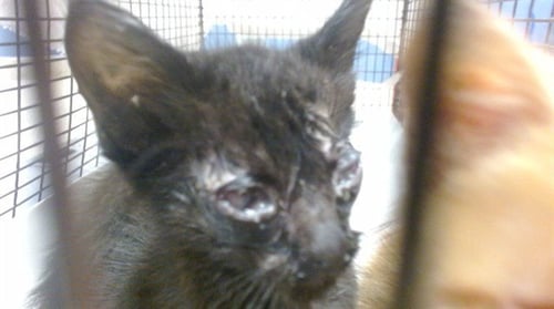 KITTY 1