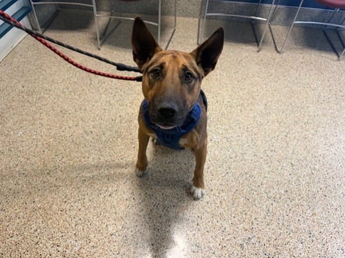 AMY` - Miniature Bull Terrier available for adoption