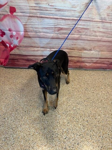 KYLA - Doberman Pinscher available for adoption