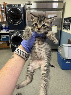 DENNYS - Domestic Short Hair available for adoption