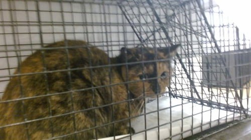 NANY - Domestic Short Hair available for adoption