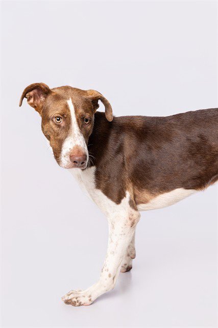 LINDA - Labrador Retriever available for adoption