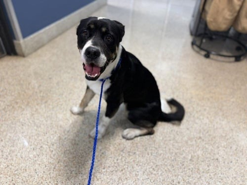 BABY BOY - Bernese Mountain Dog / Rottweiler available for adoption