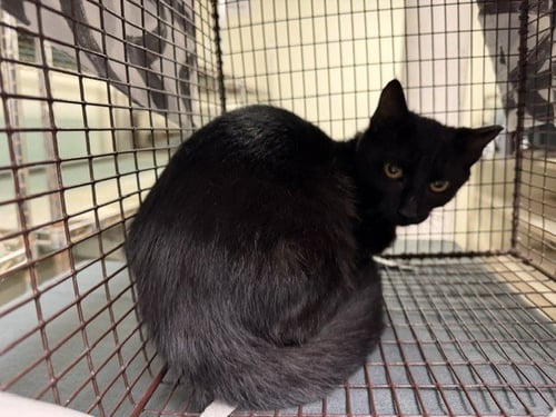 SORYA - Domestic Short Hair available for adoption