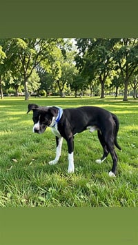 BINKY - Photo 1