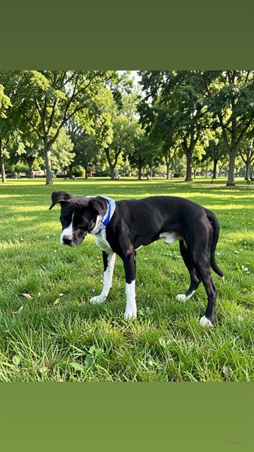 BINKY - American Bulldog available for adoption