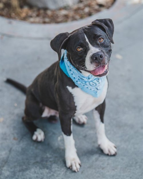 BINKY - American Bulldog available for adoption