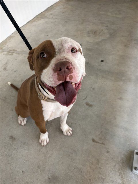 KING - Pit Bull Terrier available for adoption