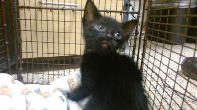 BALTO - Domestic Short Hair available for adoption