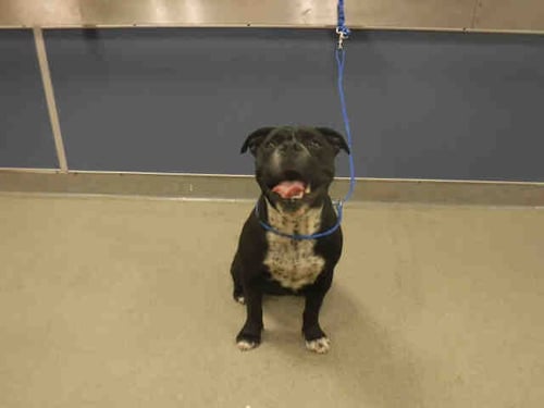 LADY - American Bulldog available for adoption