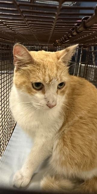 CHAVO - Domestic Short Hair available for adoption