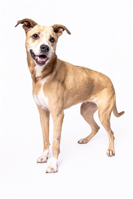 SAMANTHA - American Bulldog available for adoption