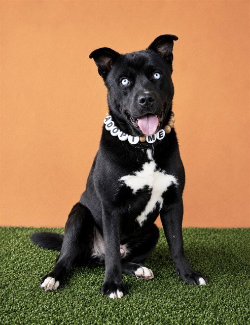 RAMBO - Siberian Husky / Pit Bull Terrier available for adoption