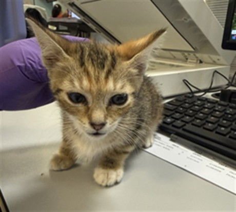 AKIRA - Domestic Short Hair available for adoption