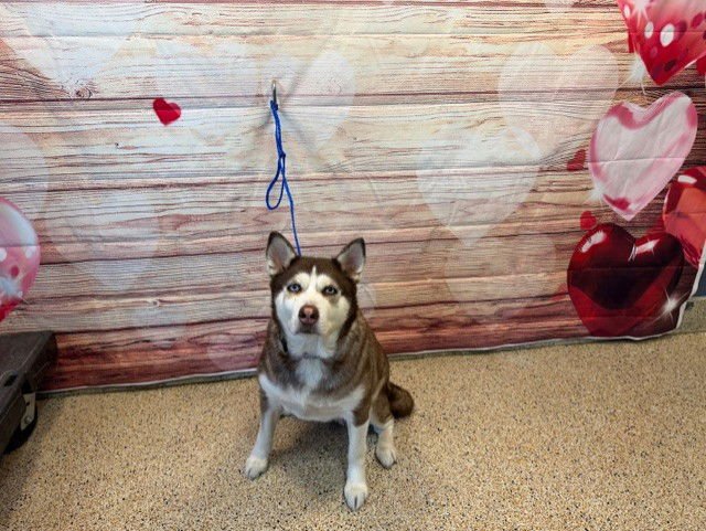ATHENA - Siberian Husky available for adoption