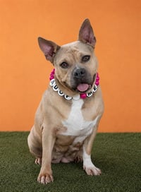 DIXIE - Photo 1