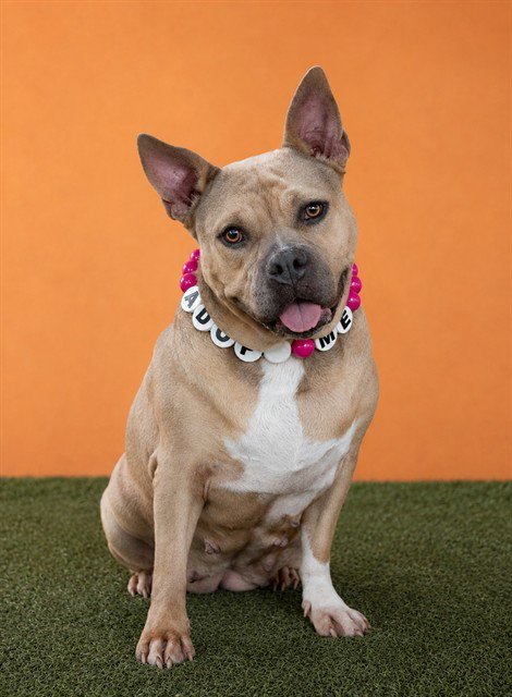 DIXIE - Bulldog available for adoption