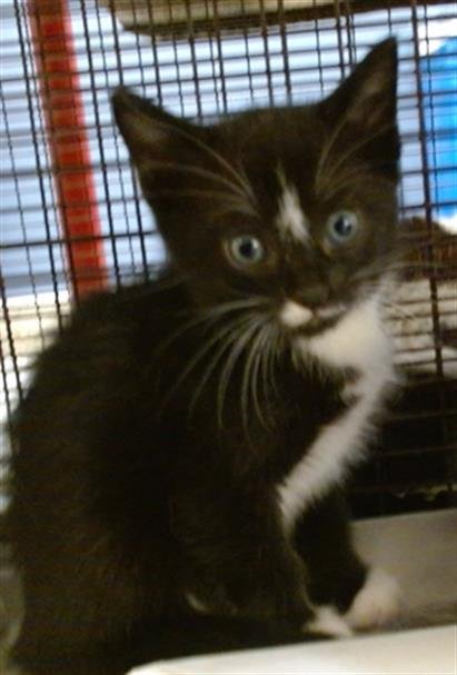 SPINNEL - Domestic Short Hair available for adoption